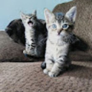 Meet your Posher, Ada